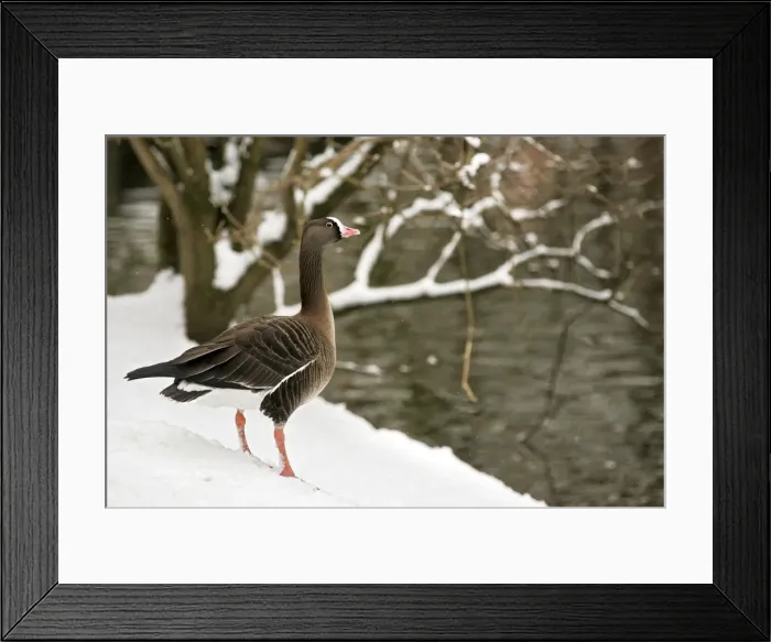Framed Print : Lesser White-fronted Goose - Captive. Dombes - Ain - France Framed Print : Lesser White-fronted Goose - Captive. Dombes - Ain - France