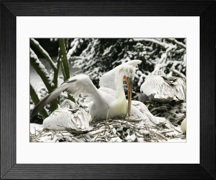 Framed Print : Dalmatian Pelican - in the snow. captive. Dombes - Ain - France