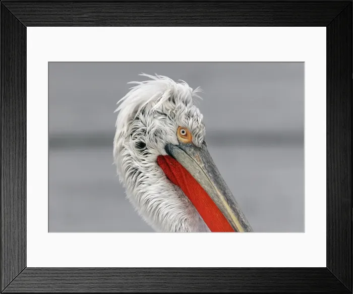 Framed Print : Dalmatian Pelican - in the snow. captive. Dombes - Ain - France Framed Print : Dalmatian Pelican - in the snow. captive. Dombes - Ain - France