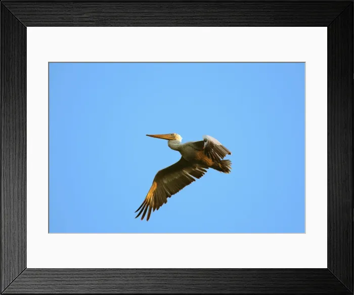 Framed Print : Dalmatian Pelican - in flight. Dombes - Ain - France Framed Print : Dalmatian Pelican - in flight. Dombes - Ain - France