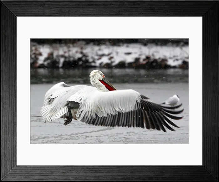 Framed Print : Dalmatian Pelican - in flight in front of sun. Dombes - Ain - France Framed Print : Dalmatian Pelican - in flight in front of sun. Dombes - Ain - France