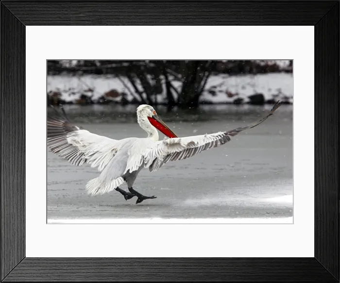 Framed Print : Dalmatian Pelican - in the snow. captive. Dombes - Ain - France Framed Print : Dalmatian Pelican - in the snow. captive. Dombes - Ain - France