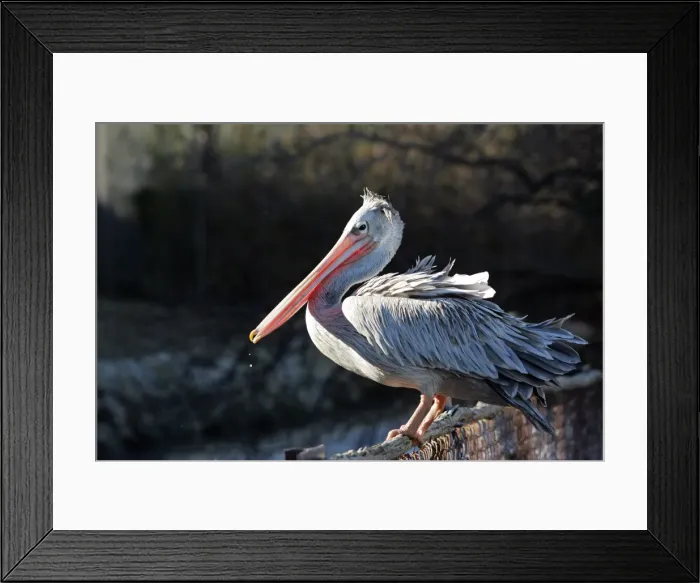 Framed Print : Pink-backed Pelican. Captive Framed Print : Pink-backed Pelican. Captive