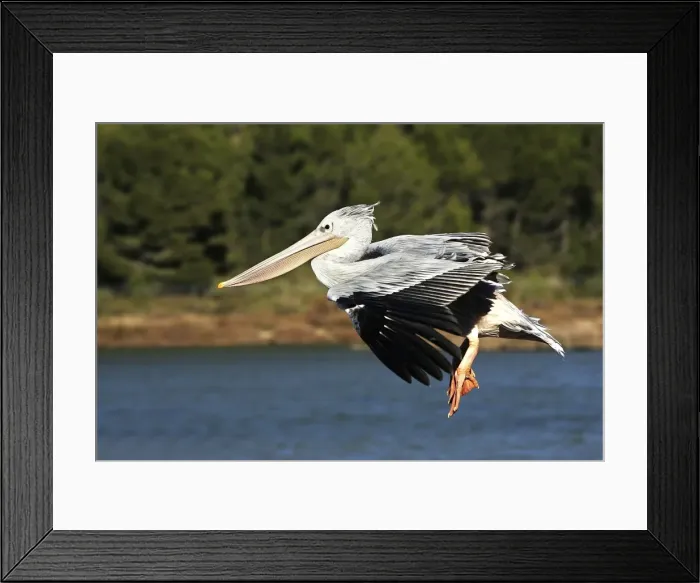 Framed Print : Pink-backed Pelican - in flight. Captive Framed Print : Pink-backed Pelican - in flight. Captive