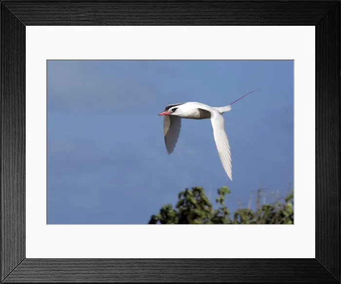 Framed Print : Red-tailed Tropicbird - in flight. Atol de Cosmoledo - Seychelles - Indian ocean Framed Print : Red-tailed Tropicbird - in flight. Atol de Cosmoledo - Seychelles - Indian ocean
