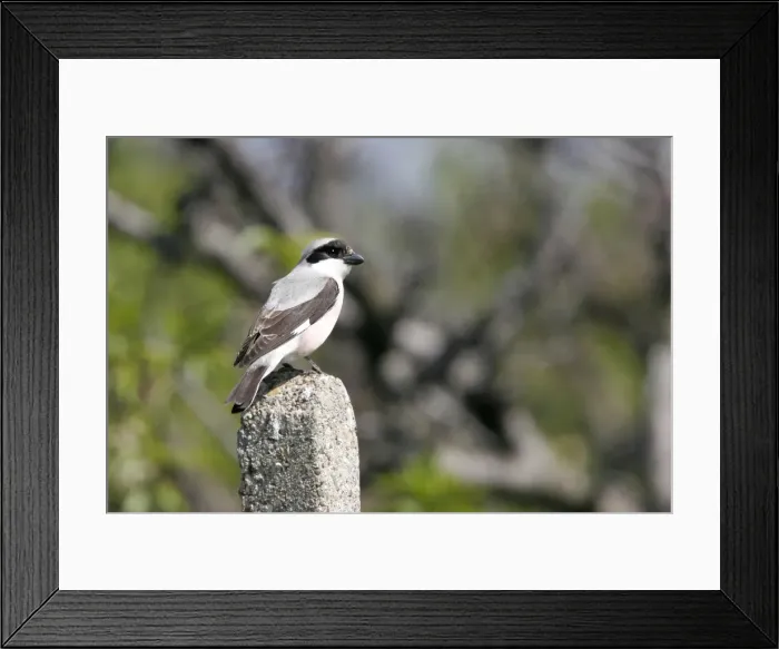Framed Print : Lesser Grey Shrike. Bulgaria Framed Print : Lesser Grey Shrike. Bulgaria