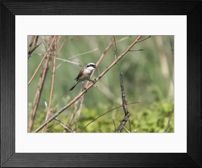 Framed Print : Red-backed Shrike - eating reptile. Bulgaria Framed Print : Red-backed Shrike - eating reptile. Bulgaria