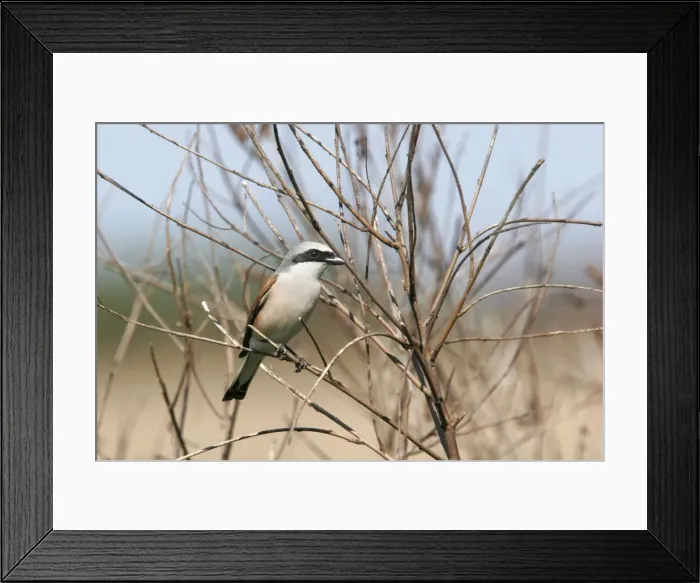 Framed Print : Red-backed Shrike. Bulgaria Framed Print : Red-backed Shrike. Bulgaria