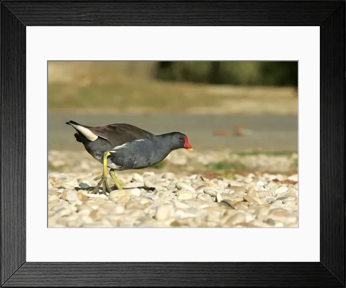 Framed Print : Common moorhen - adult. Dombes - France Framed Print : Common moorhen - adult. Dombes - France
