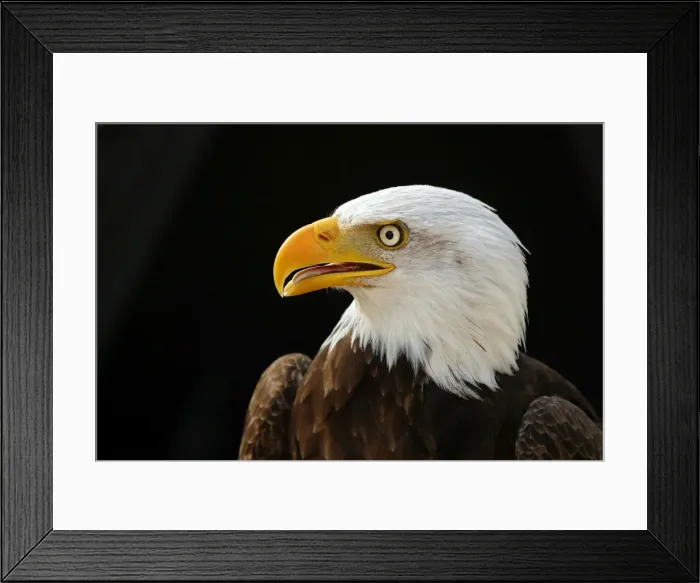 Framed Print : Bald Eagle - head Framed Print : Bald Eagle - head
