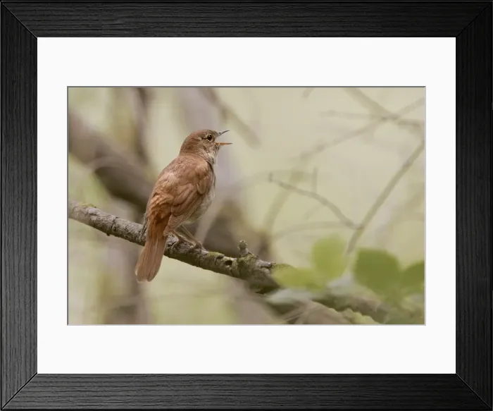 Framed Print : Common Nightingale. Aiguamolls Nature Reserve - RAMSAR site - Spain Framed Print : Common Nightingale. Aiguamolls Nature Reserve - RAMSAR site - Spain