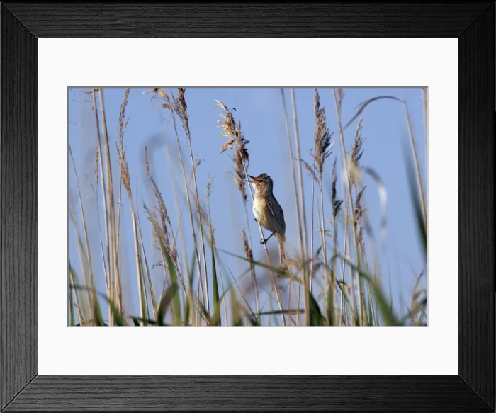 Framed Print : Great Reed-Warbler - Bulgaria Framed Print : Great Reed-Warbler - Bulgaria