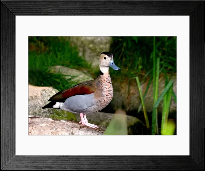 Framed Print : Ringed Teal - captive Framed Print : Ringed Teal - captive