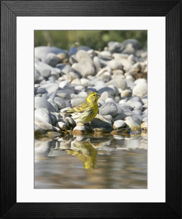 Framed Print : European Serin - in winter. Provence - France Framed Print : European Serin - in winter. Provence - France