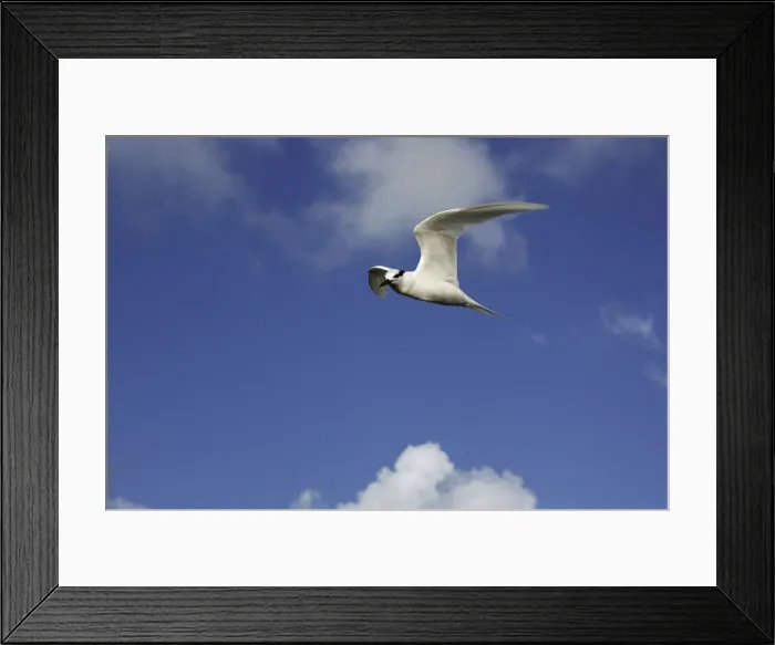 Framed Print : Black-naped tern. Atol de Cosmoledo - Seychelles - Indian ocean Framed Print : Black-naped tern. Atol de Cosmoledo - Seychelles - Indian ocean
