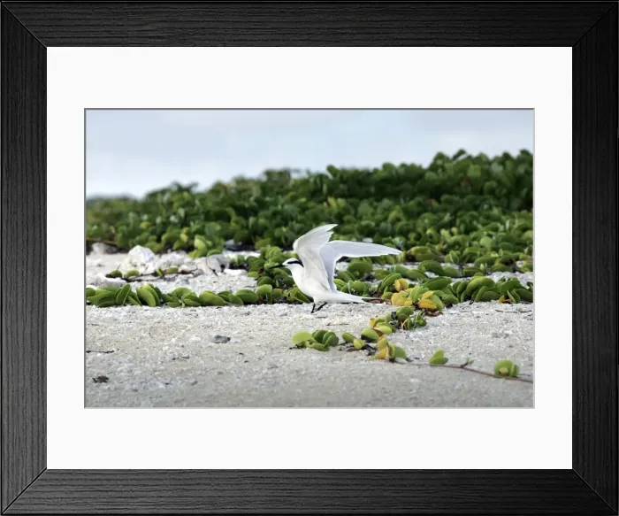 Framed Print : Black-naped tern. Atol de Cosmoledo - Seychelles - Indian ocean Framed Print : Black-naped tern. Atol de Cosmoledo - Seychelles - Indian ocean