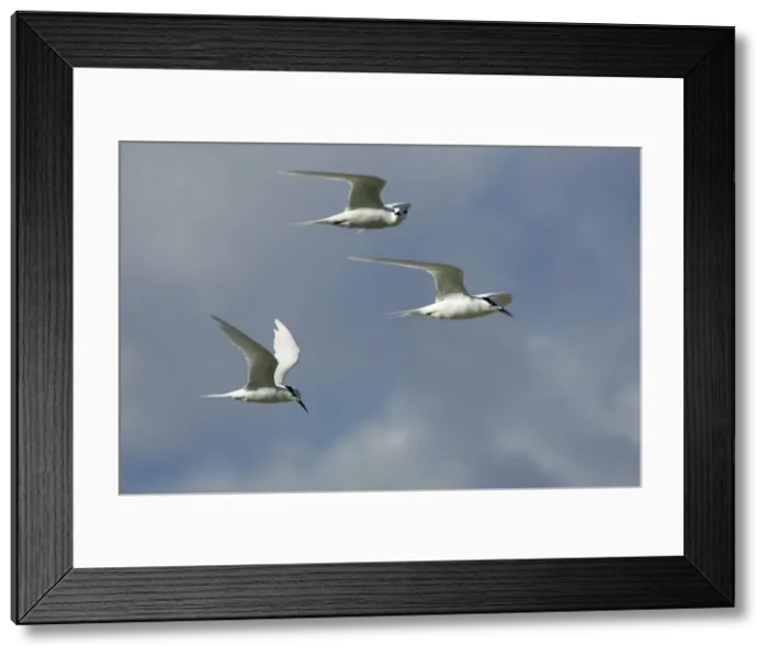 Framed Print : Black-naped Tern. Atol de Cosmoledo - Seychelles - Indian ocean Framed Print : Black-naped Tern. Atol de Cosmoledo - Seychelles - Indian ocean