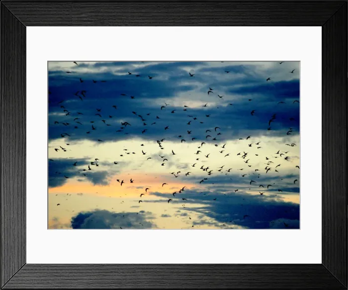 Framed Print : Black-naped Tern - flock in flight. Atol de Cosmoledo - Seychelles - Indian ocean