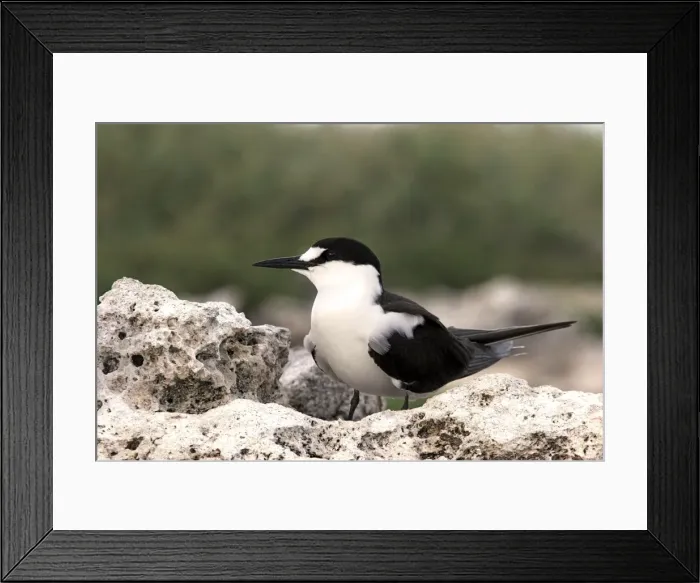 Framed Print : Sooty Tern. Ile du Lys - Iles Glorieuses - Iles Eparses - Indian ocean Framed Print : Sooty Tern. Ile du Lys - Iles Glorieuses - Iles Eparses - Indian ocean