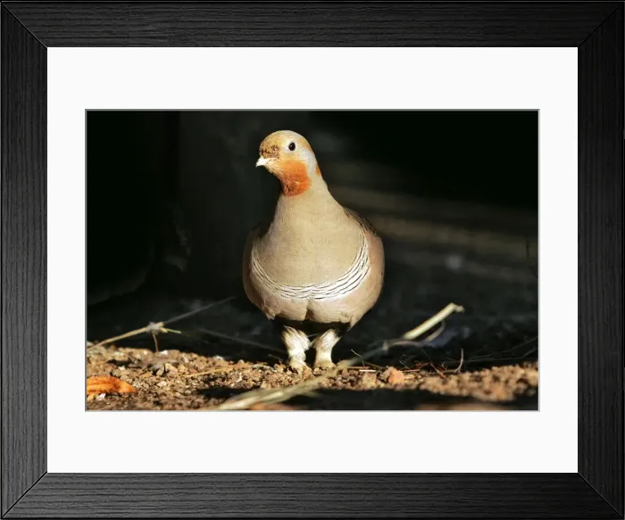 Framed Print : Pallas's Sandgrouse - male. Coto Donana National park - Spain Framed Print : Pallas's Sandgrouse - male. Coto Donana National park - Spain