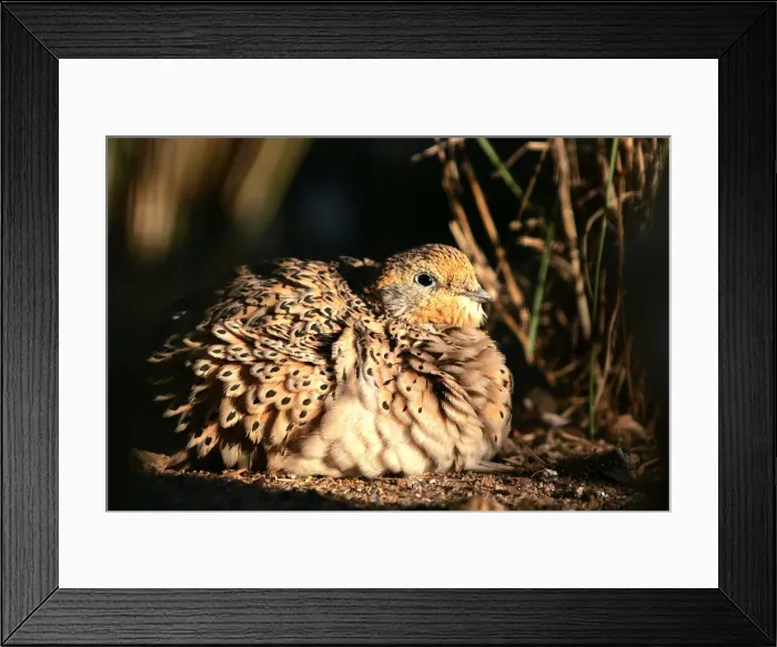 Framed Print : Pallas's Sandgrouse - female. Coto Donana National park - Spain Framed Print : Pallas's Sandgrouse - female. Coto Donana National park - Spain