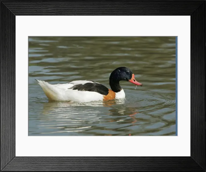 Framed Print : Common Shelduck - male. Pont de Gau Bird Park - Camargue - Bouche du Rhone - Provence - PACA Framed Print : Common Shelduck - male. Pont de Gau Bird Park - Camargue - Bouche du Rhone - Provence - PACA