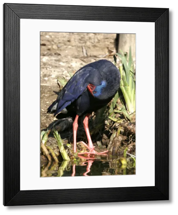 Framed Print : Purple Swamphen. Coto Donana National Park - Spain Framed Print : Purple Swamphen. Coto Donana National Park - Spain