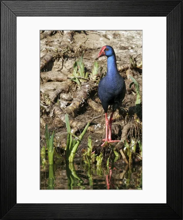Framed Print : Purple Swamphen. Coto Donana National Park - Spain Framed Print : Purple Swamphen. Coto Donana National Park - Spain