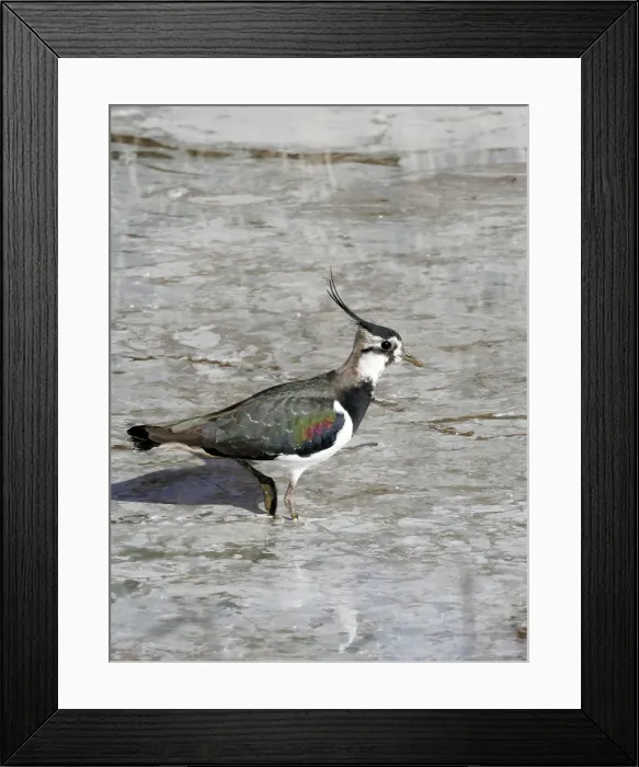 Framed Print : Northern Lapwing. Coto Donana National parck - Spain Framed Print : Northern Lapwing. Coto Donana National parck - Spain