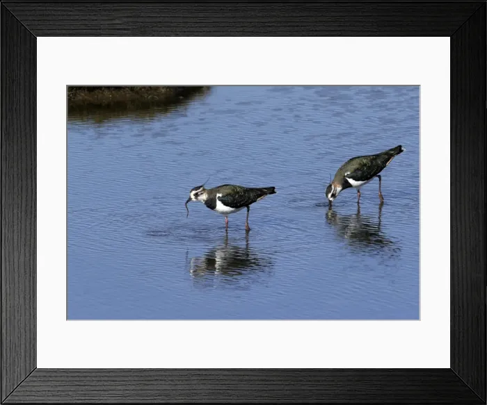 Framed Print : Northern Lapwing - two feeding. Coto Donana National park - Spain Framed Print : Northern Lapwing - two feeding. Coto Donana National park - Spain