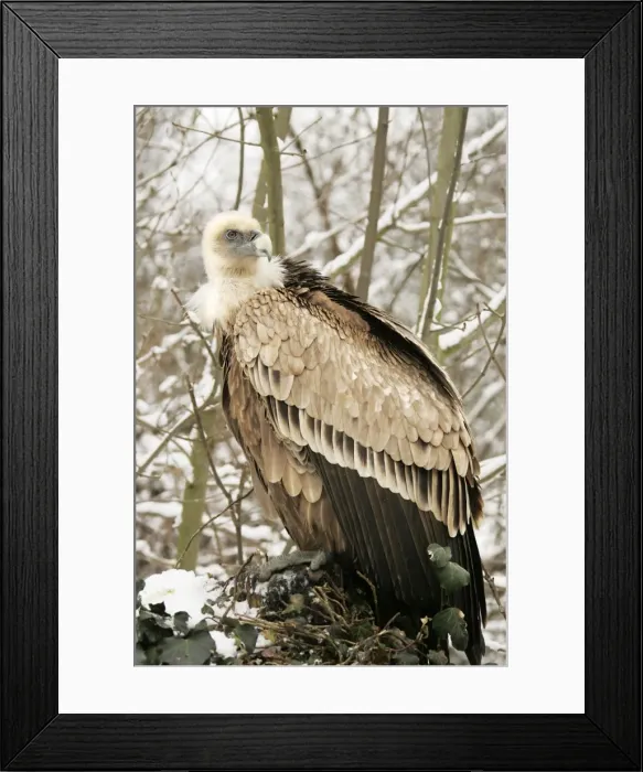 Framed Print : Griffon Vulture - in snow Framed Print : Griffon Vulture - in snow