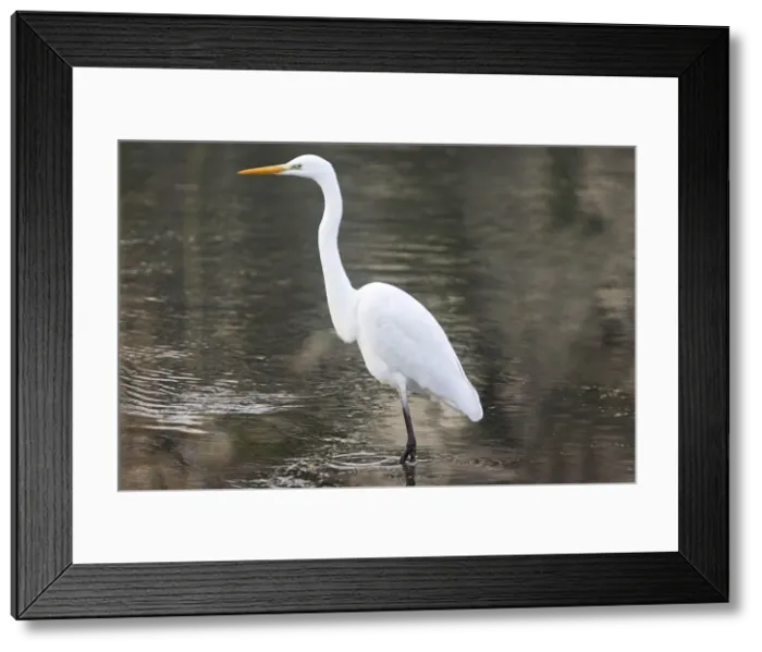 Framed Print : Great Egret. Alsace - France Framed Print : Great Egret. Alsace - France