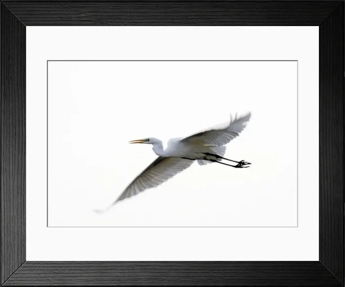 Framed Print : Great Egret - in flight. Alsace - France