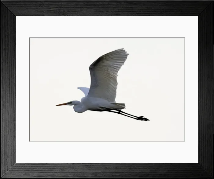 Framed Print : Great Egret - in flight. Alsace - France Framed Print : Great Egret - in flight. Alsace - France