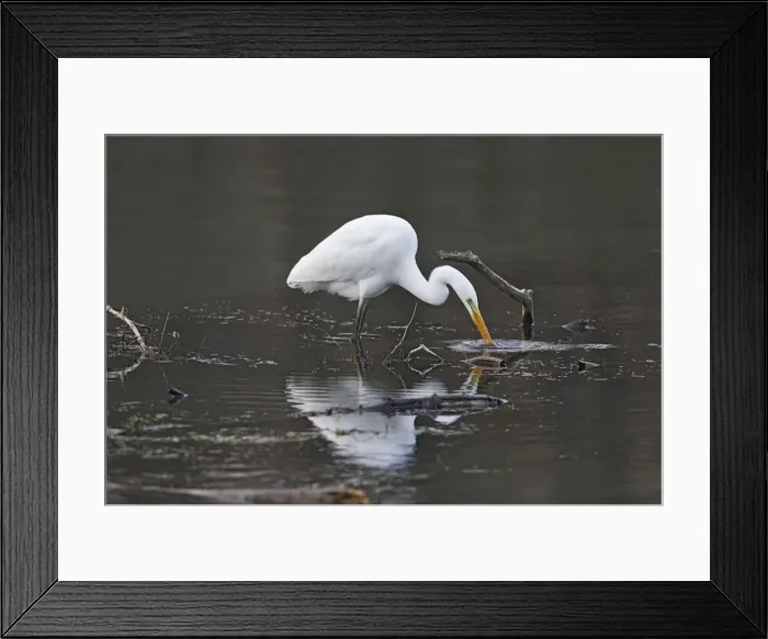 Framed Print : Great Egret - feeding. Alsace - France Framed Print : Great Egret - feeding. Alsace - France