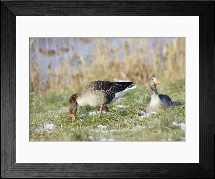 Framed Print : Greylag Goose - two. France Framed Print : Greylag Goose - two. France