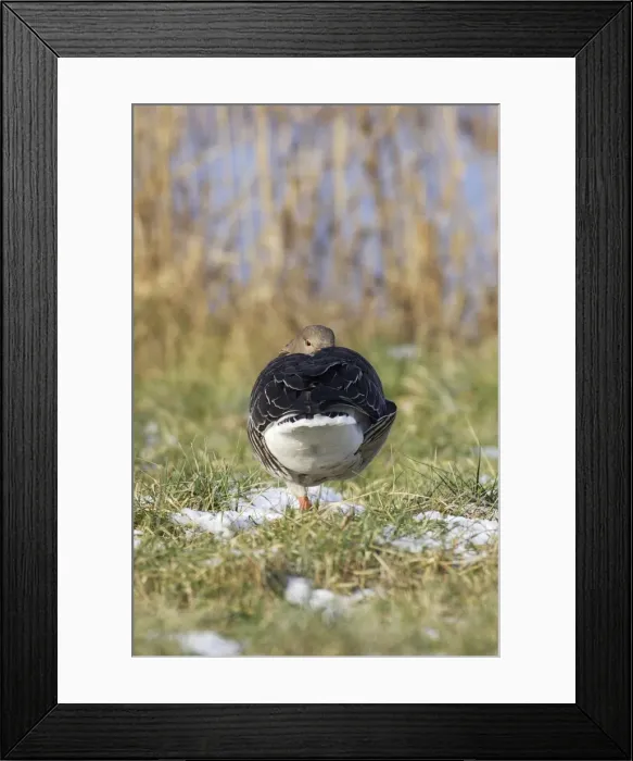 Framed Print : Greylag Goose - backview balancing on one leg. France Framed Print : Greylag Goose - backview balancing on one leg. France