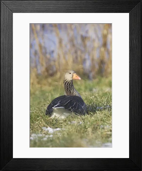 Framed Print : Greylag Goose - resting backview. France Framed Print : Greylag Goose - resting backview. France