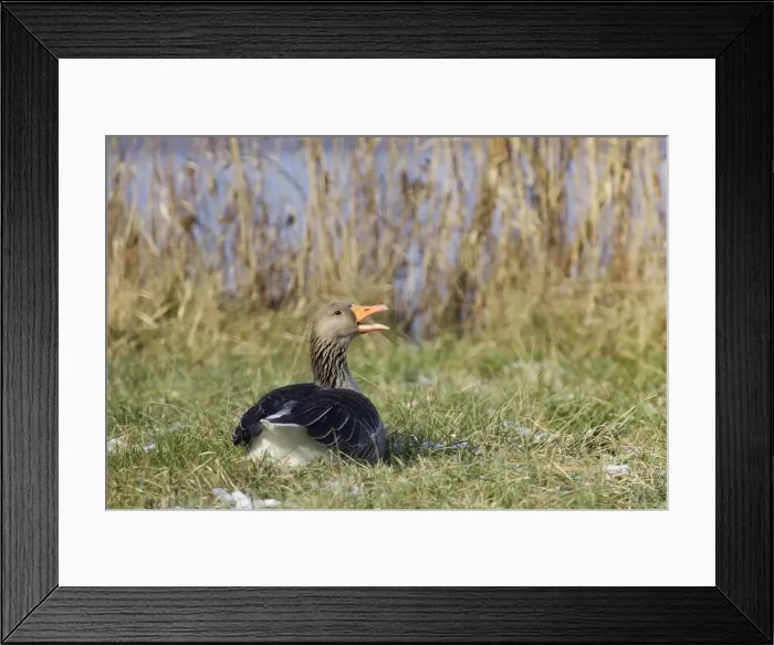 Framed Print : Greylag Goose - resting backview. France Framed Print : Greylag Goose - resting backview. France