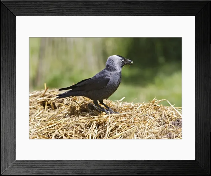 Framed Print : Eurasian Jackdaw - looking for food. Alsace - France Framed Print : Eurasian Jackdaw - looking for food. Alsace - France