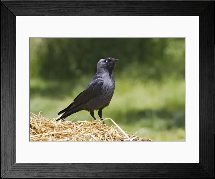 Framed Print : Eurasian Jackdaw - looking for food. Alsace - France Framed Print : Eurasian Jackdaw - looking for food. Alsace - France