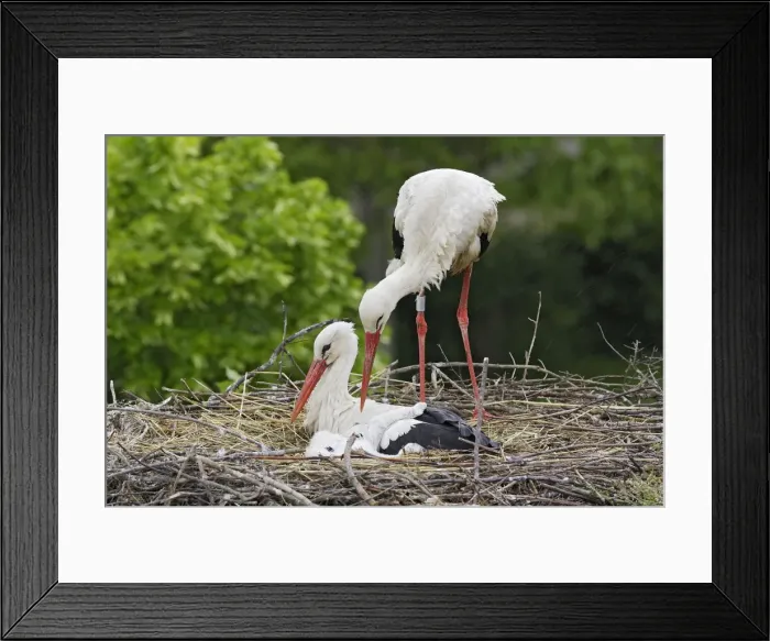 Framed Print : White Stork - pair at nest with chick. Alsace - France Framed Print : White Stork - pair at nest with chick. Alsace - France