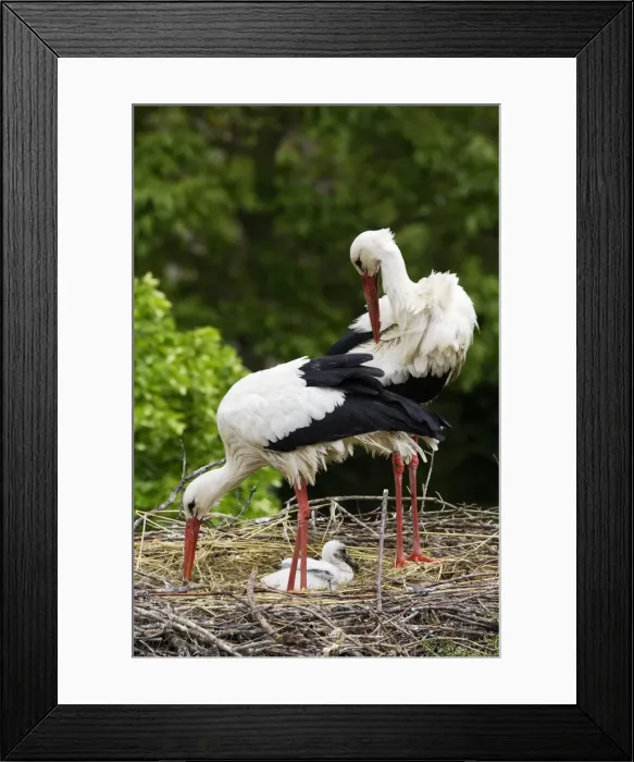 Framed Print : White Stork - pair at nest with chick. Alsace - France Framed Print : White Stork - pair at nest with chick. Alsace - France