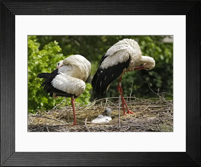 Framed Print : White Stork - pair at nest with chick. Alsace - France Framed Print : White Stork - pair at nest with chick. Alsace - France