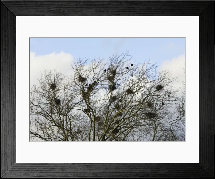 Framed Print : Rook - roosting in tree. Alsace - France Framed Print : Rook - roosting in tree. Alsace - France