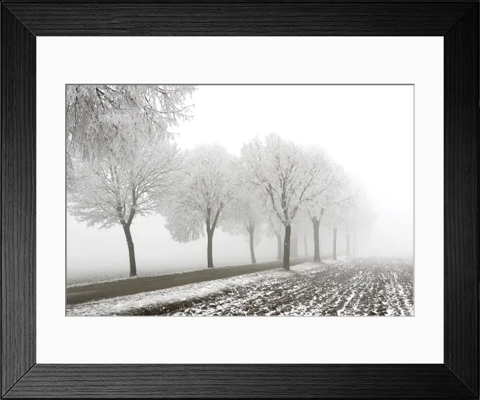 Framed Print : Trees - covered in frost along road and mist Framed Print : Trees - covered in frost along road and mist