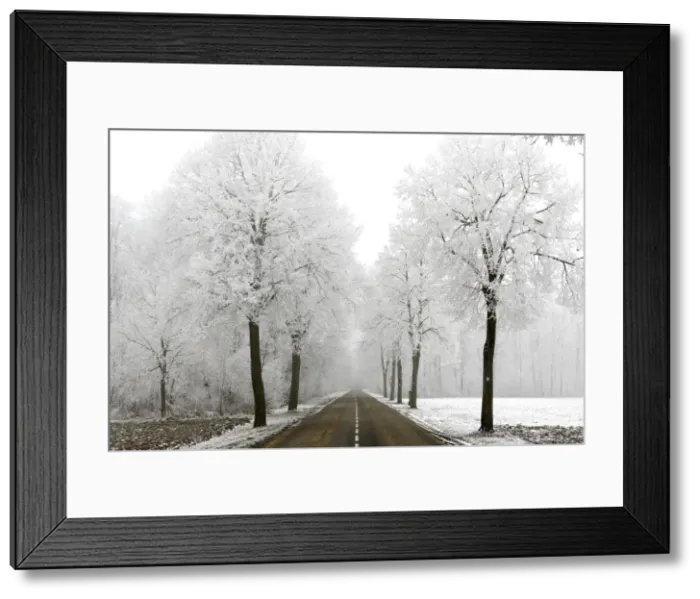 Framed Print : Trees - covered in frost along road. Alsace - France