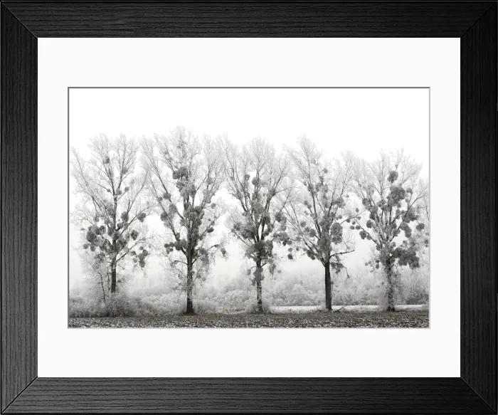Framed Print : Poplar Trees - covered in frost with mistletoe. Alsace - France Framed Print : Poplar Trees - covered in frost with mistletoe. Alsace - France