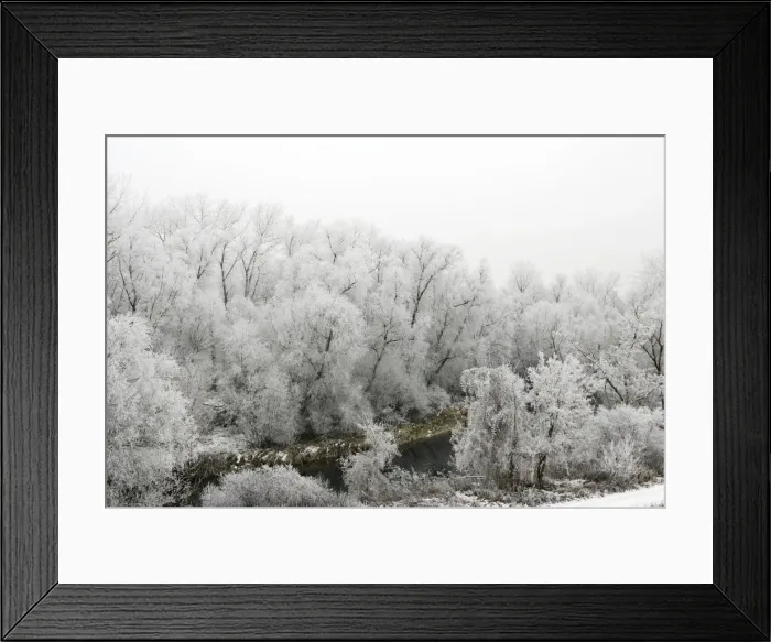 Framed Print : Willow Trees - covered in frost. Alsace - France Framed Print : Willow Trees - covered in frost. Alsace - France