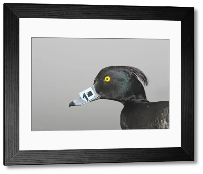 Framed Print : Tufted Duck - Captured with identification tag on beak Framed Print : Tufted Duck - Captured with identification tag on beak